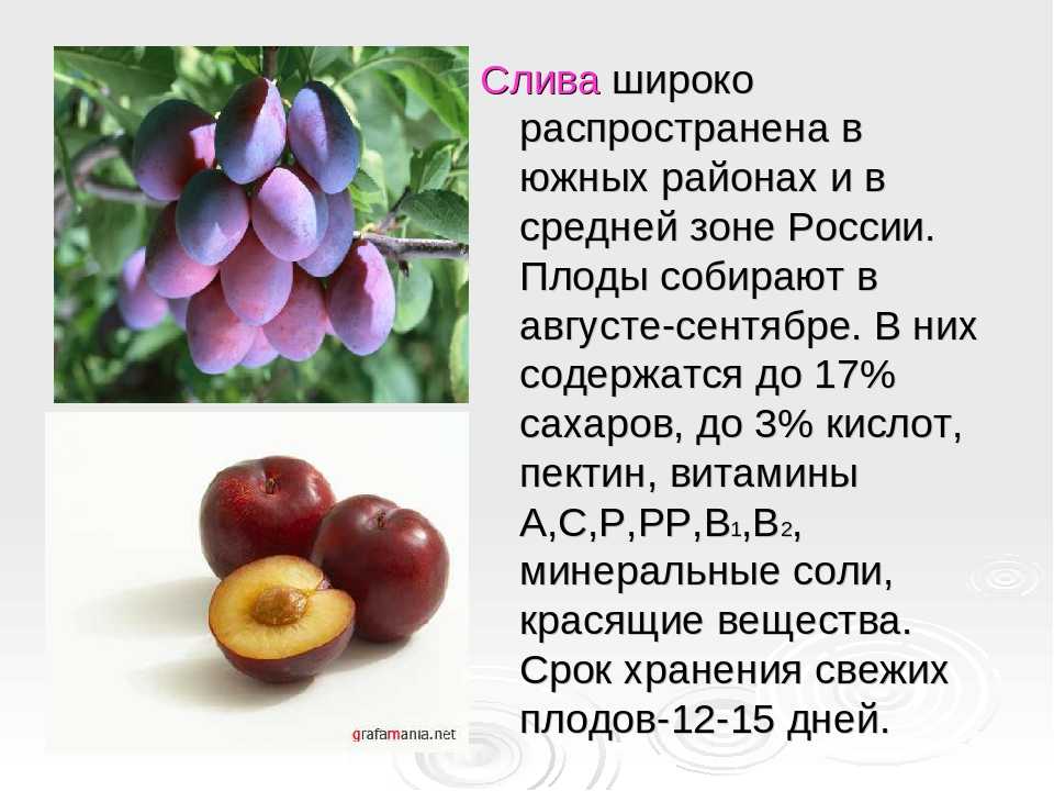 Слива - это ягода или фрукт, ее полезные свойства и противопоказания