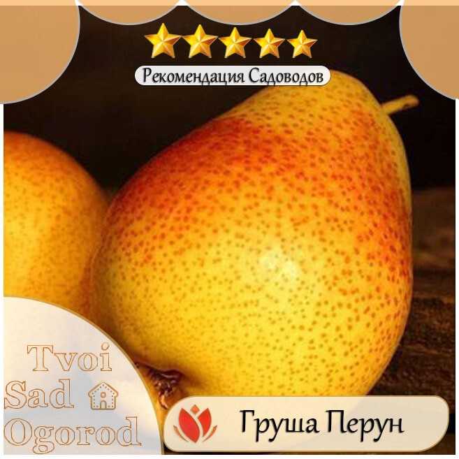 Груша перун: описание сорта, фото, отзывы, опылители, морозостойкость
