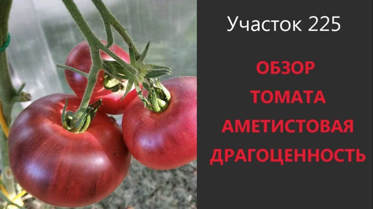 Томат аметистовая драгоценность