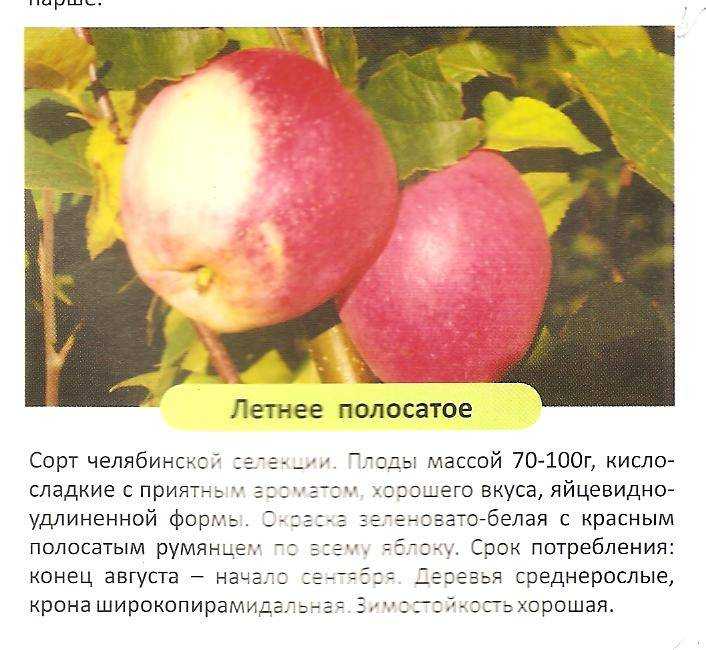 Сорт: яблоня, красная горка