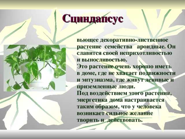 Как выглядит гиппеаструм фото