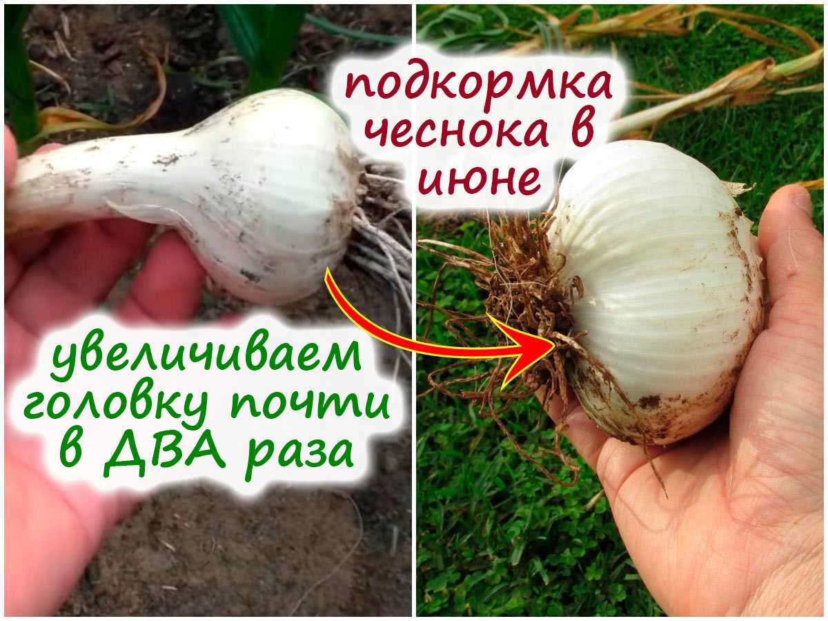 Нашатырный спирт для лука и чеснока, правила подкормки, дозировка