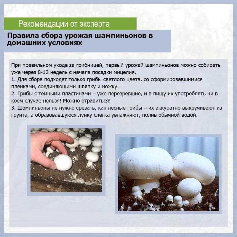 Все о посеве огурцов в опилки на рассаду: посадка горячим способом