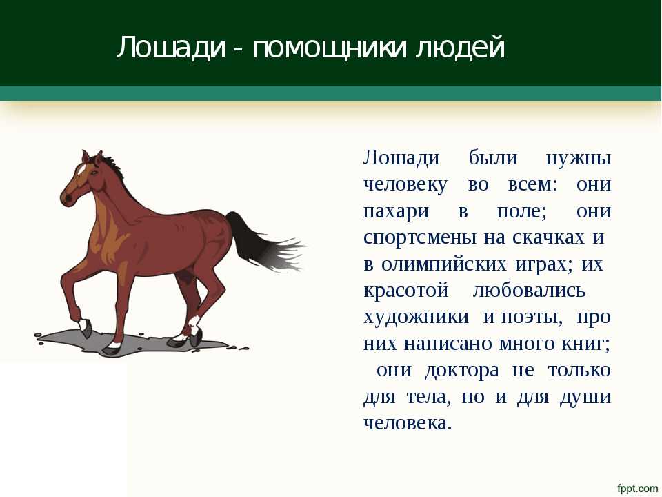 Как проходит спаривание лошадей, выбор и подготовка коней к вязке
