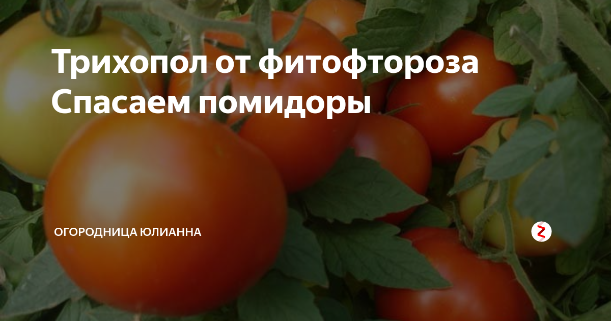 Метронидазол от фитофторы на помидорах и обработка томатов трихополом - отзывы и результаты, как разводить