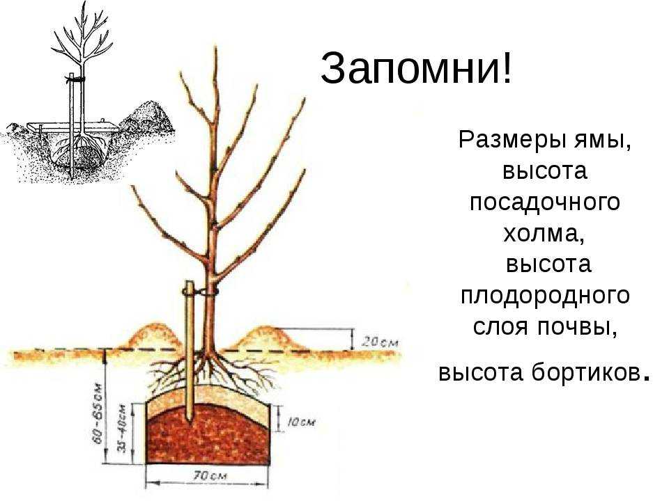 Как посадить яблоню весной: пошаговое руководство для начинающих