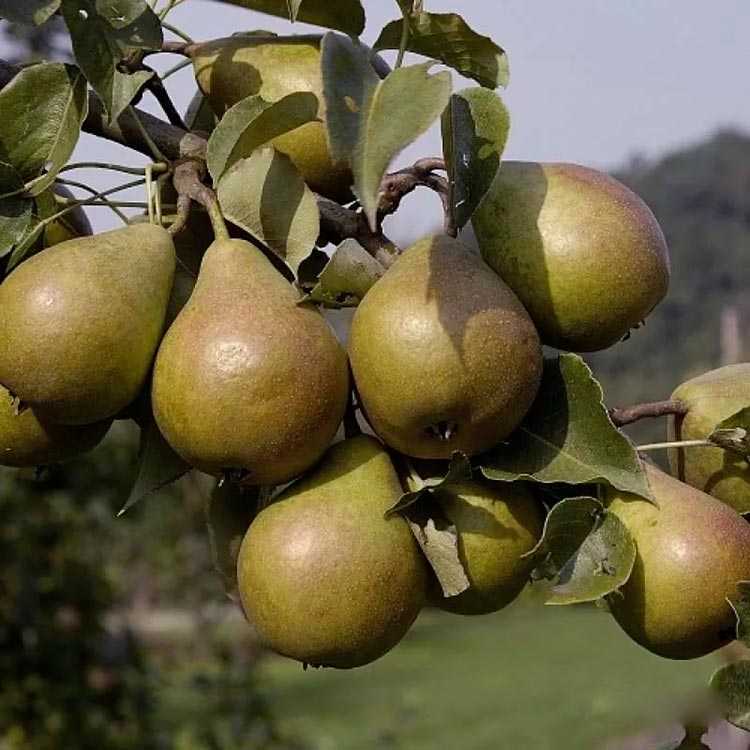 Самые вкусные сорта южных груш описание сортов