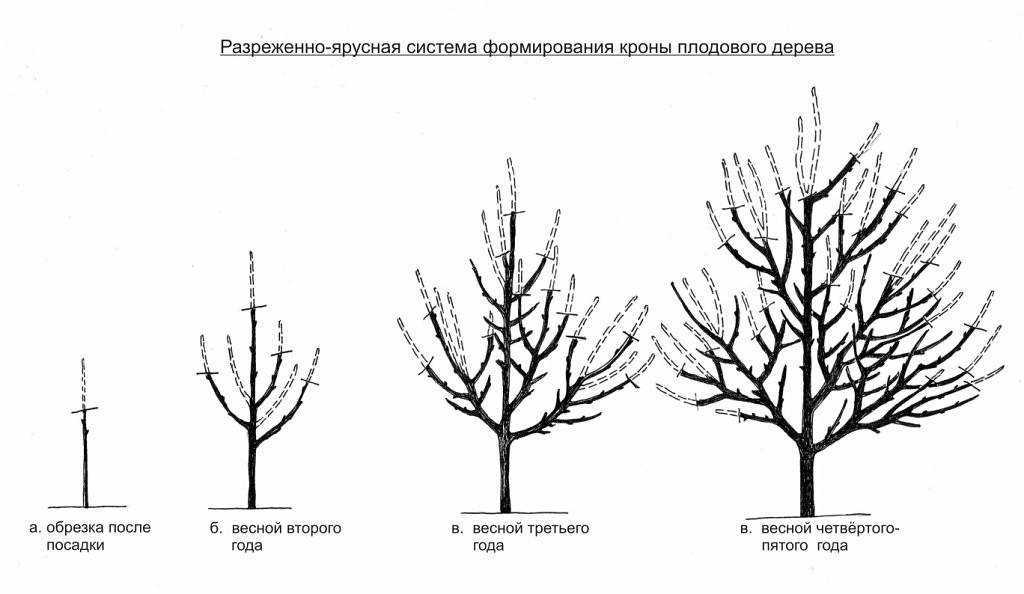 Алыча - посадка и уход - сад 6 соток