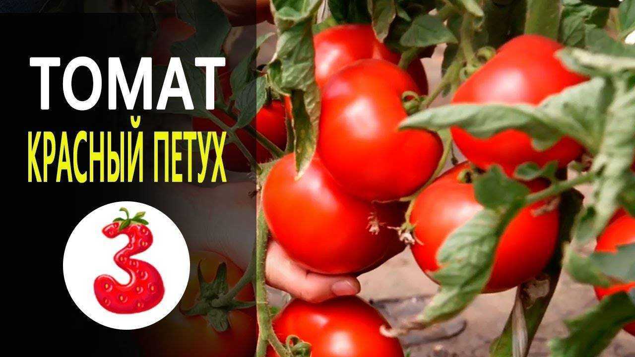 Томат красный петух: характеристика и описание сорта, отзывы огородников об урожайности, фото семян | сортовед