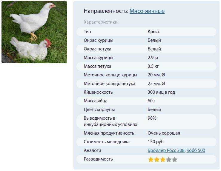 Когда покупать бройлеров