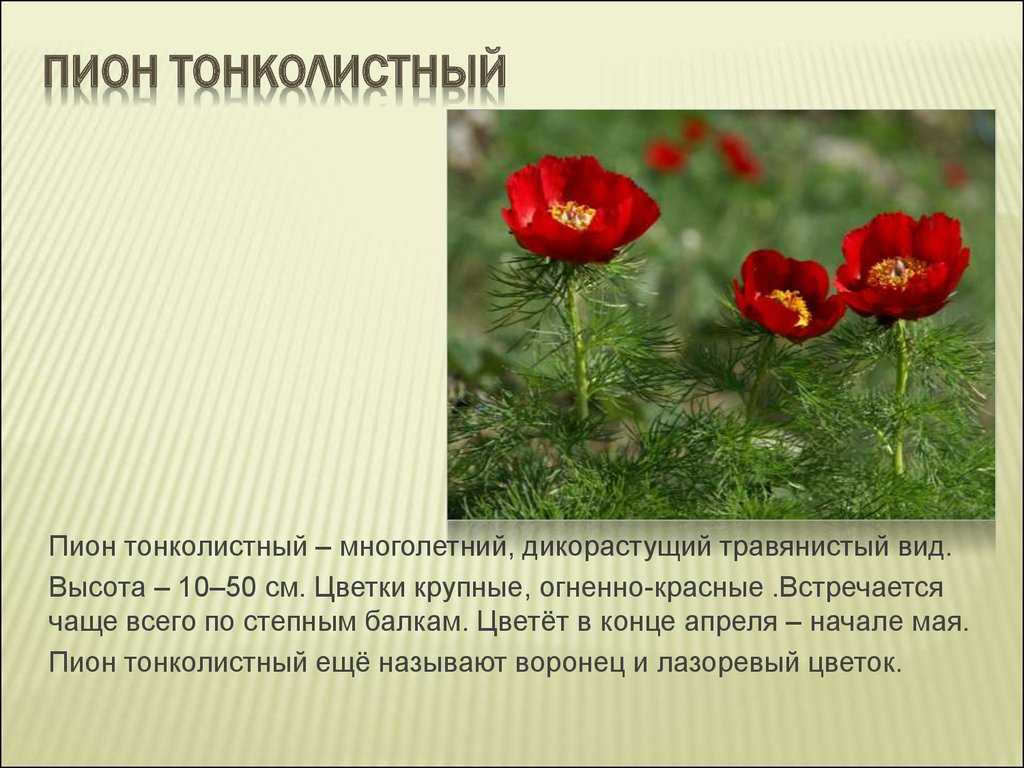 Пион тонколистный: фото и описание, целебные свойства и охранный статус в красной книге. тот же это вид, что и узколистный?