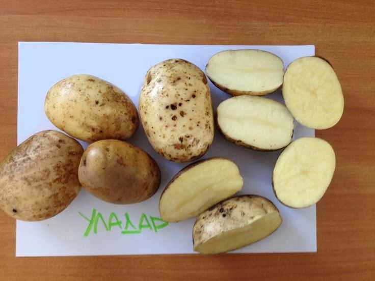 Уладар: описание семенного сорта картофеля, характеристики, агротехника