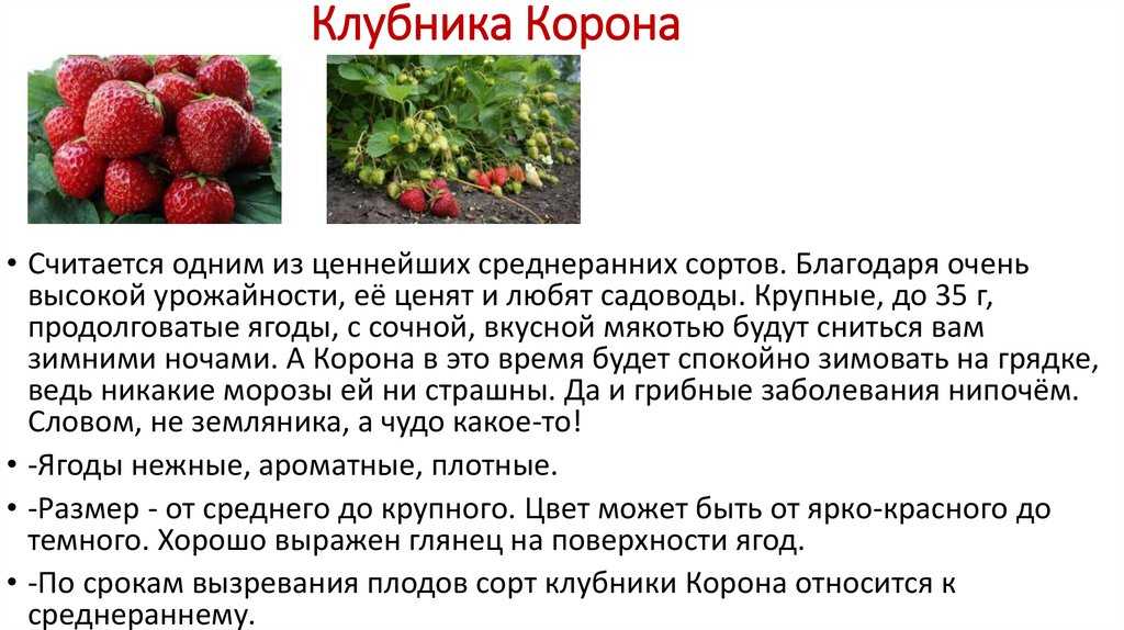 Главные отличия земляники от клубники. учимся правильно отличать клубнику и землянику по внешним и вкусовым качествам