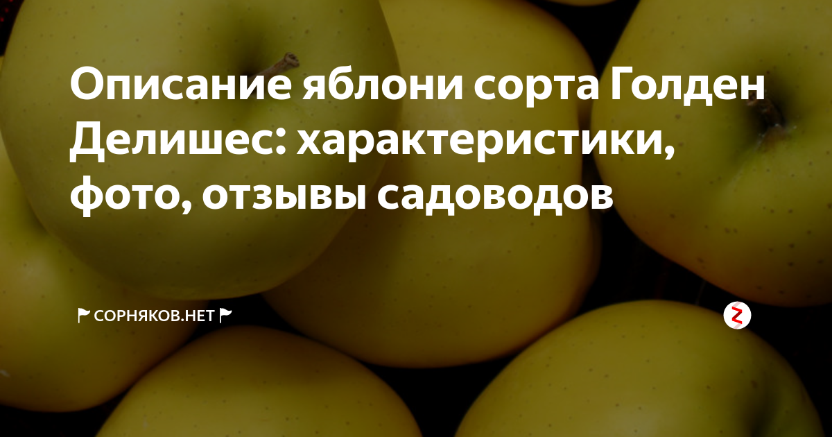 Сорт яблони голден, описание, характеристика и отзывы, а также особенности выращивания данного сорта