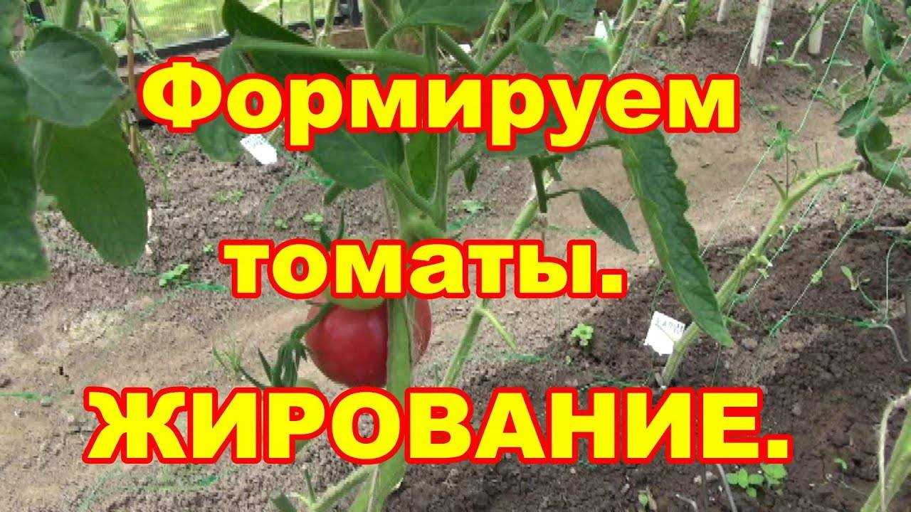 5 шагов, чтобы остановить жирование томатов и вернуть кусты к плодоношению