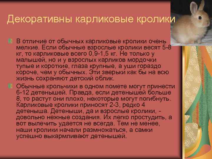 Самые маленькие кролики