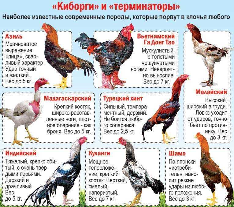 О самых красивых породах кур, описание и характеристики цыплят и петухов