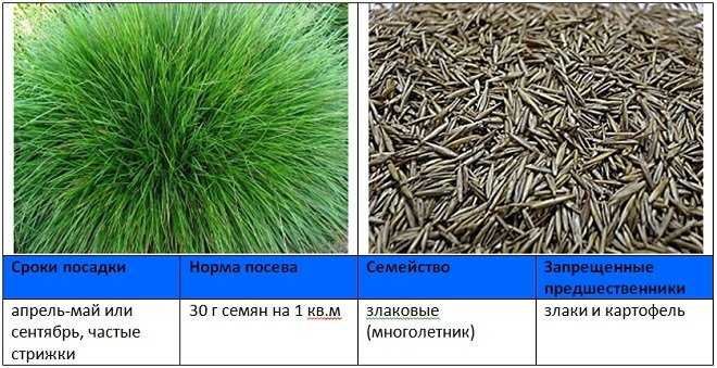 Посев овсяницы на рассаду. Семена газонной травы овсяница. Сидерат овсяница. Овсяница красная размножение. Овсяница период цветения.