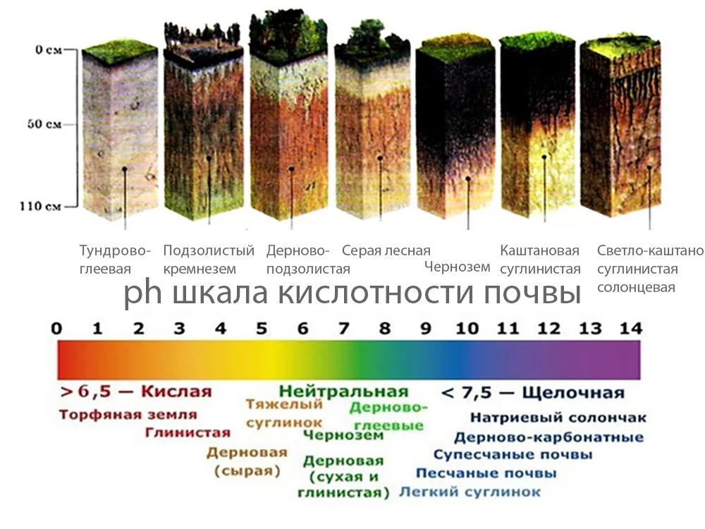Как подкислить почву для гортензии: 2 совета и 6 способов