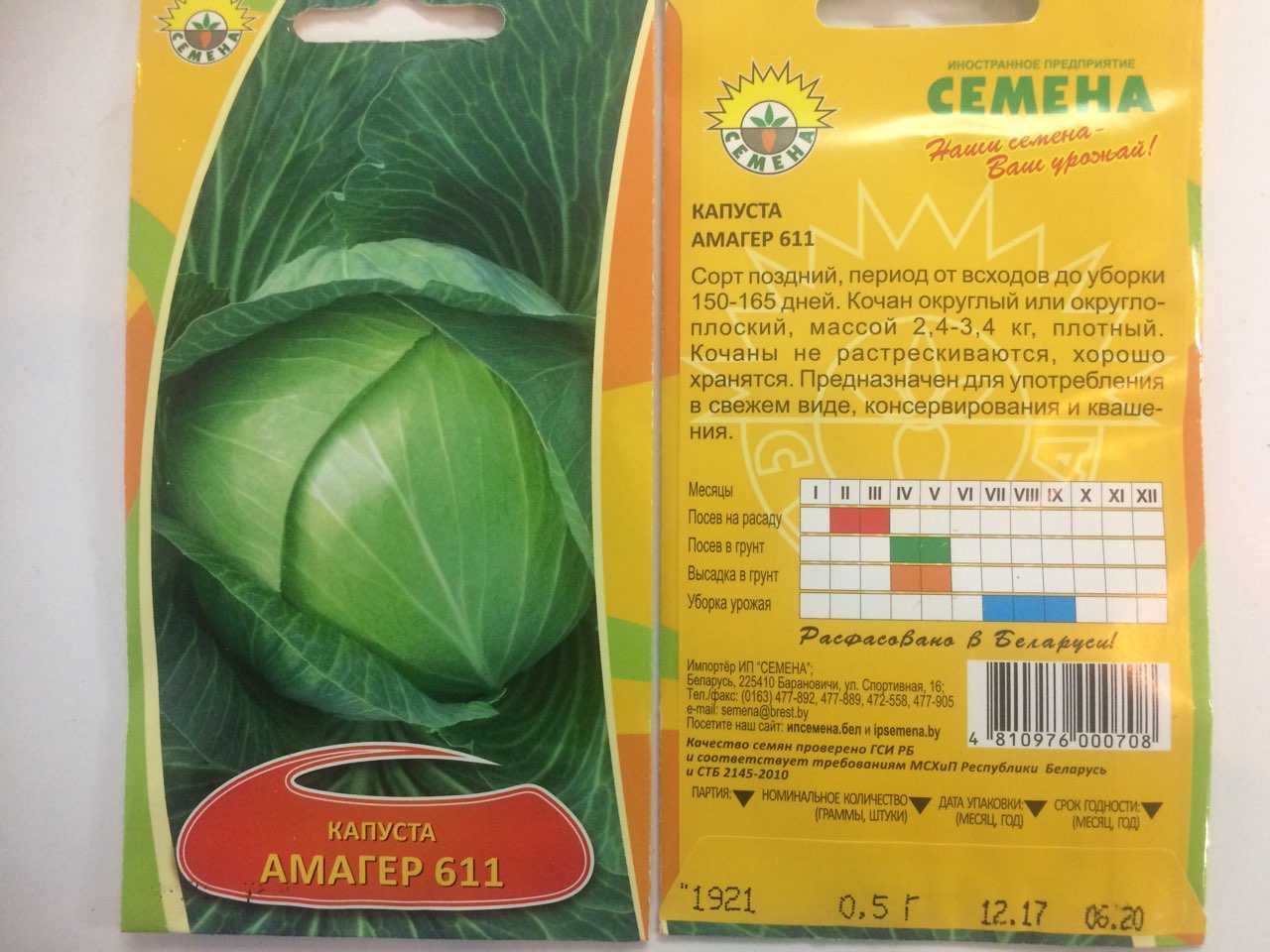 Капуста белорусская: описание сорта, фото и отзывы