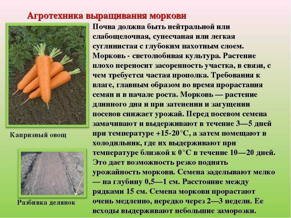 Лучшие сорта огурцов для открытого грунта: описание и фото, урожайные, самоопыляемые