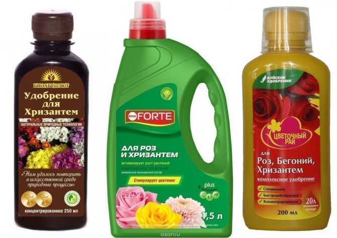 Хризантема комнатная: уход в домашних условиях во время и после цветения