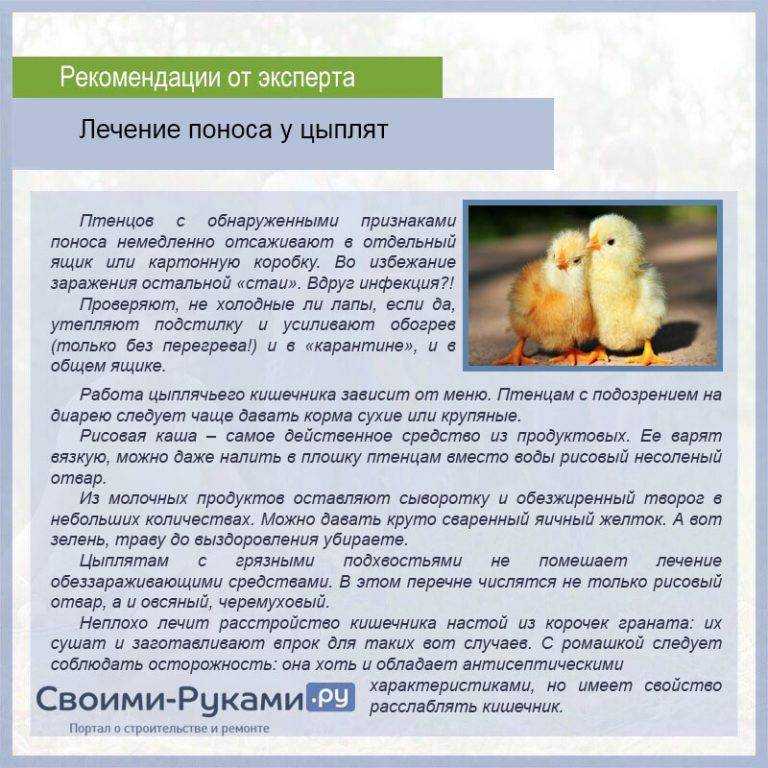 Симптомы и лечение распространенных болезней кур