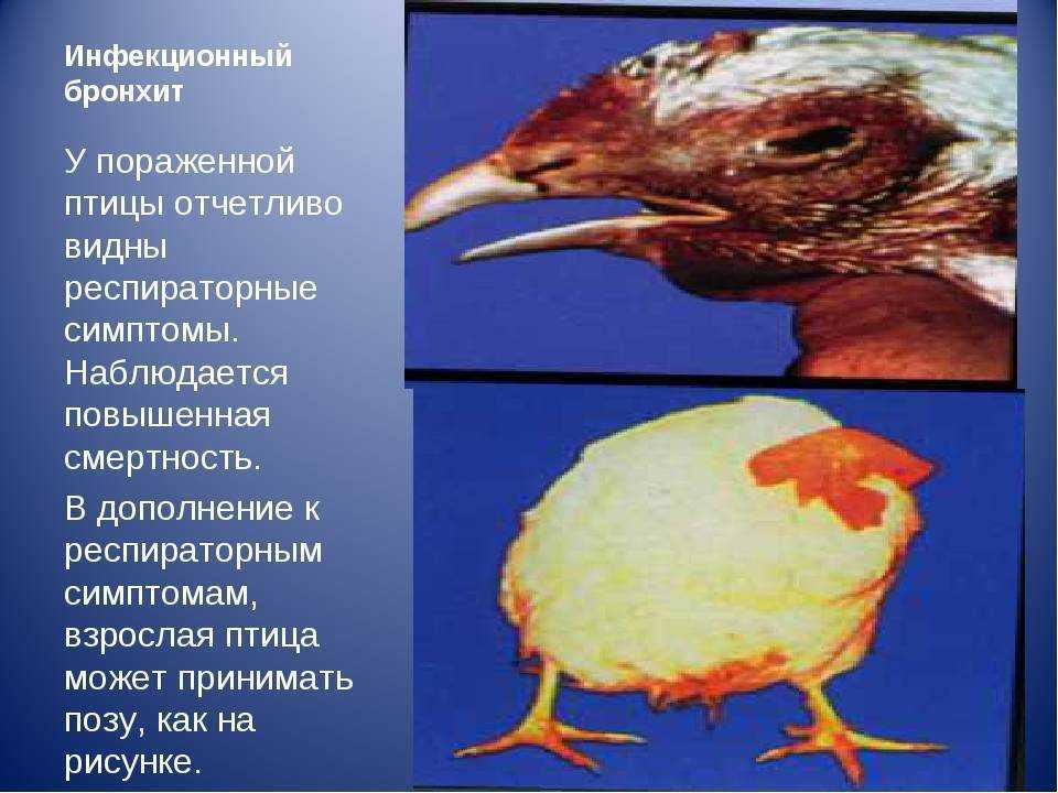 Микоплазмоз у кур: симптомы, распространение, лечение и профилактика