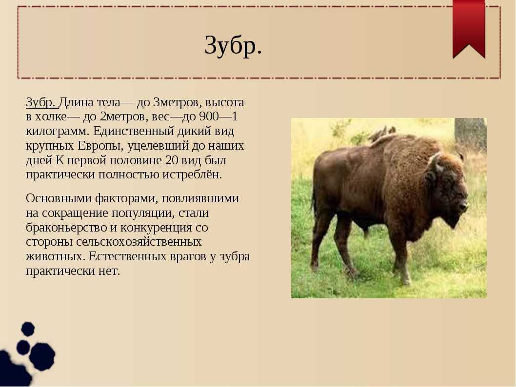 Буйвол - фото и виды животного, африканский и азиатский буйвол, где живет и факты
