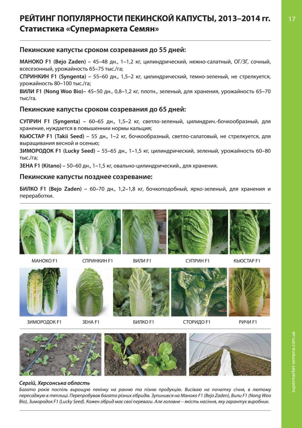 Как вырастить пекинскую капусту в домашних условиях: особенности посадки, уход, советы