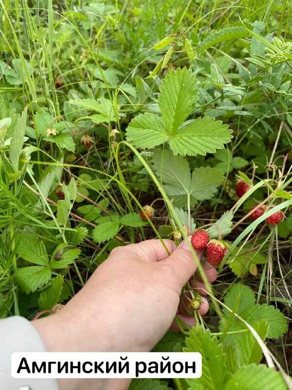 Когда созревает клубника: время, сроки, как ускорить созревание в открытом грунте