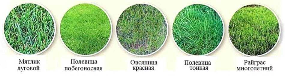 Красная овсяница — самый популярный выбор для дачного газона | садоводство24