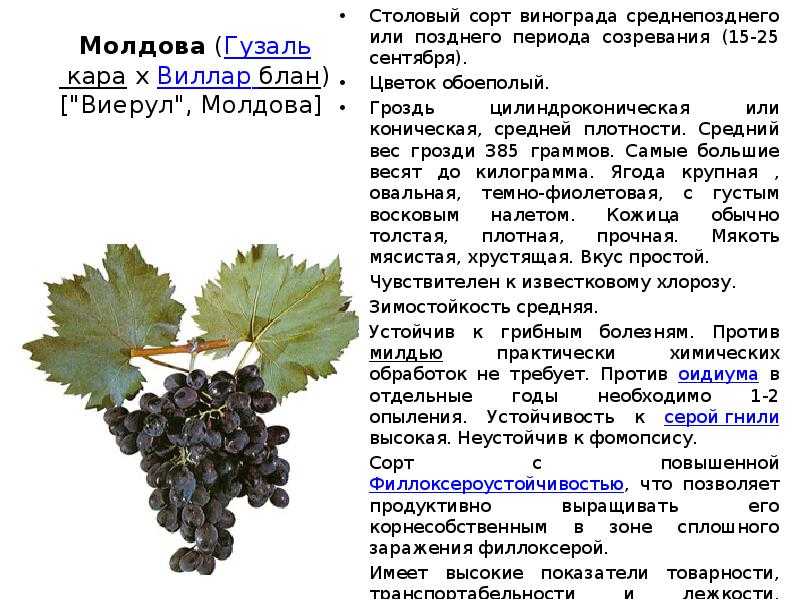 Виноград красотка: описание сорта, фото, правила выращивания