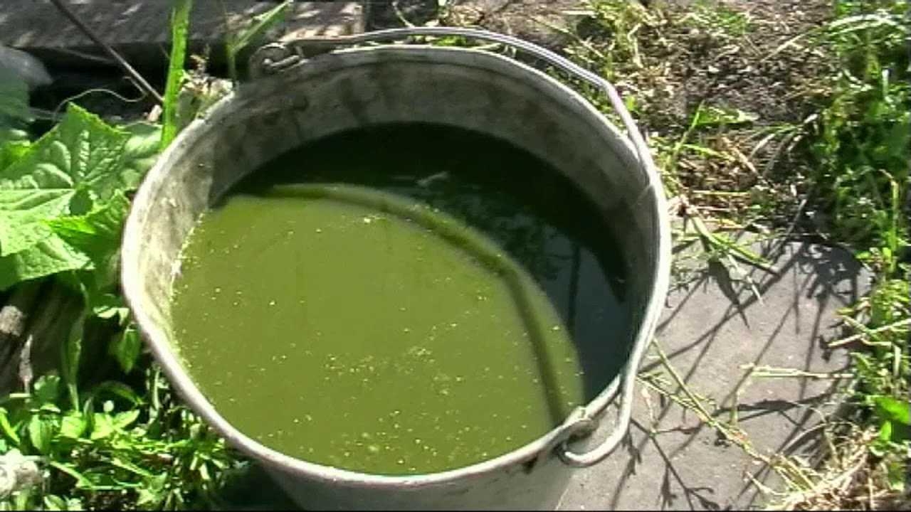 Универсальное удобрение из сорняков своими руками. простой способ