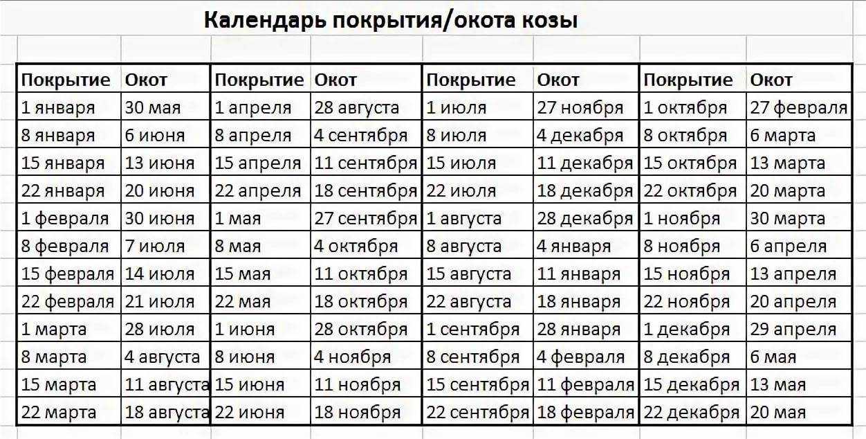 Рождение теленка: как подготовиться и принять роды у коровы