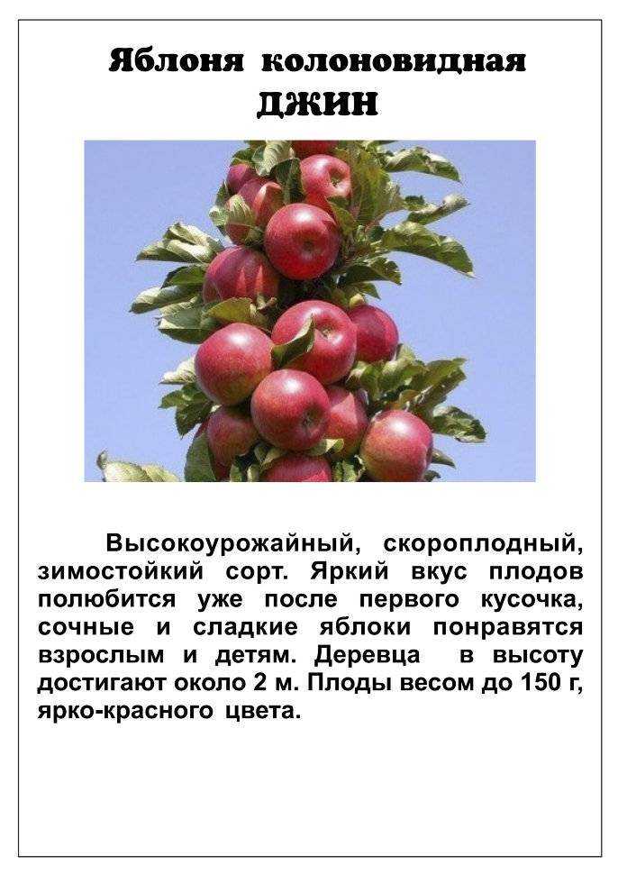 Колоновидные плодовые деревья: сорта. описание и посадка