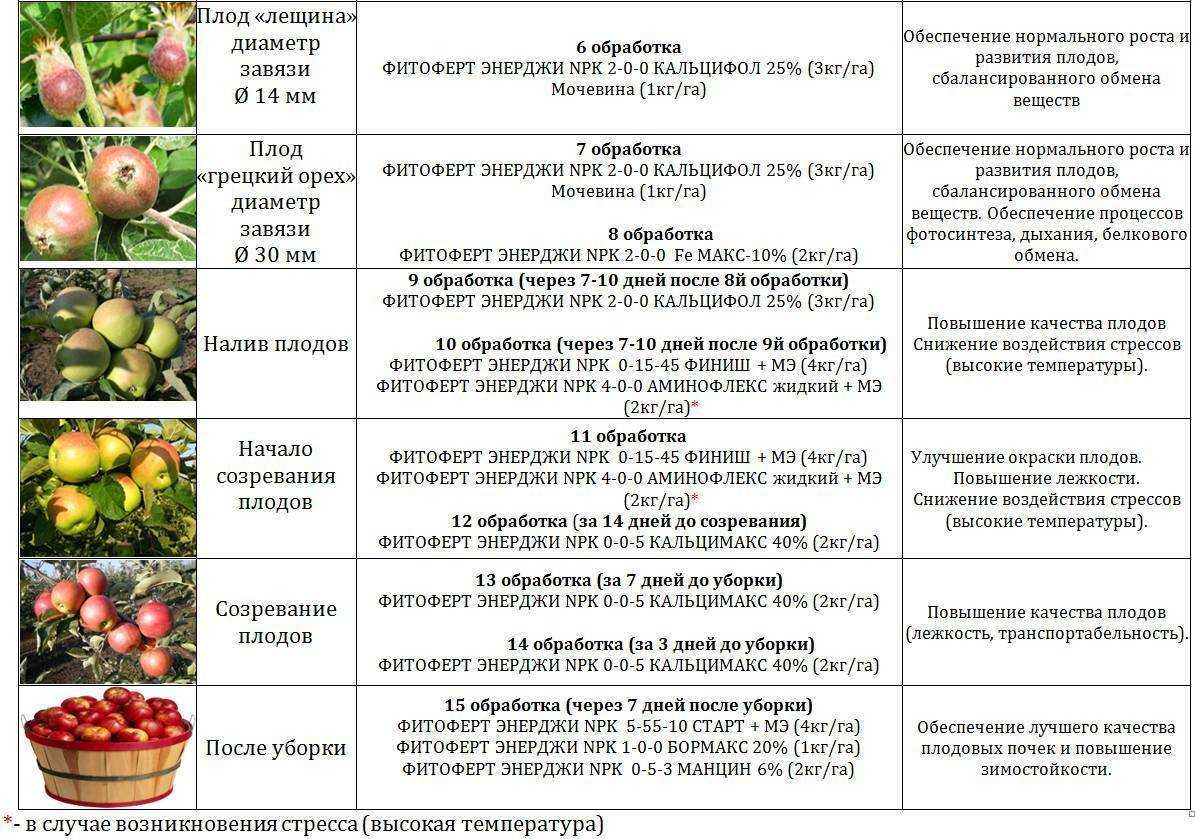 Технология выращивания овощей по митлайдеру