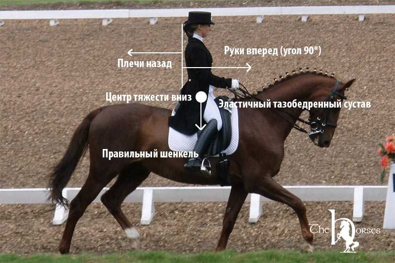 Как правильно садиться на лошадь и езда в манеже