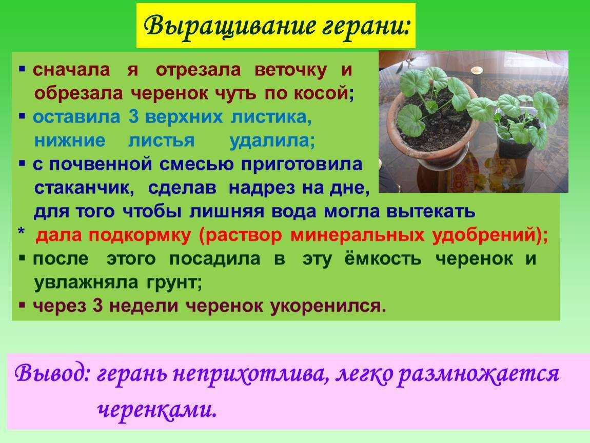 Пеларгония или герань. уход и выращивание в домашних условиях