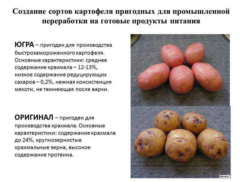 Сорт картофеля скарб: описание, характеристики и отзывы!
