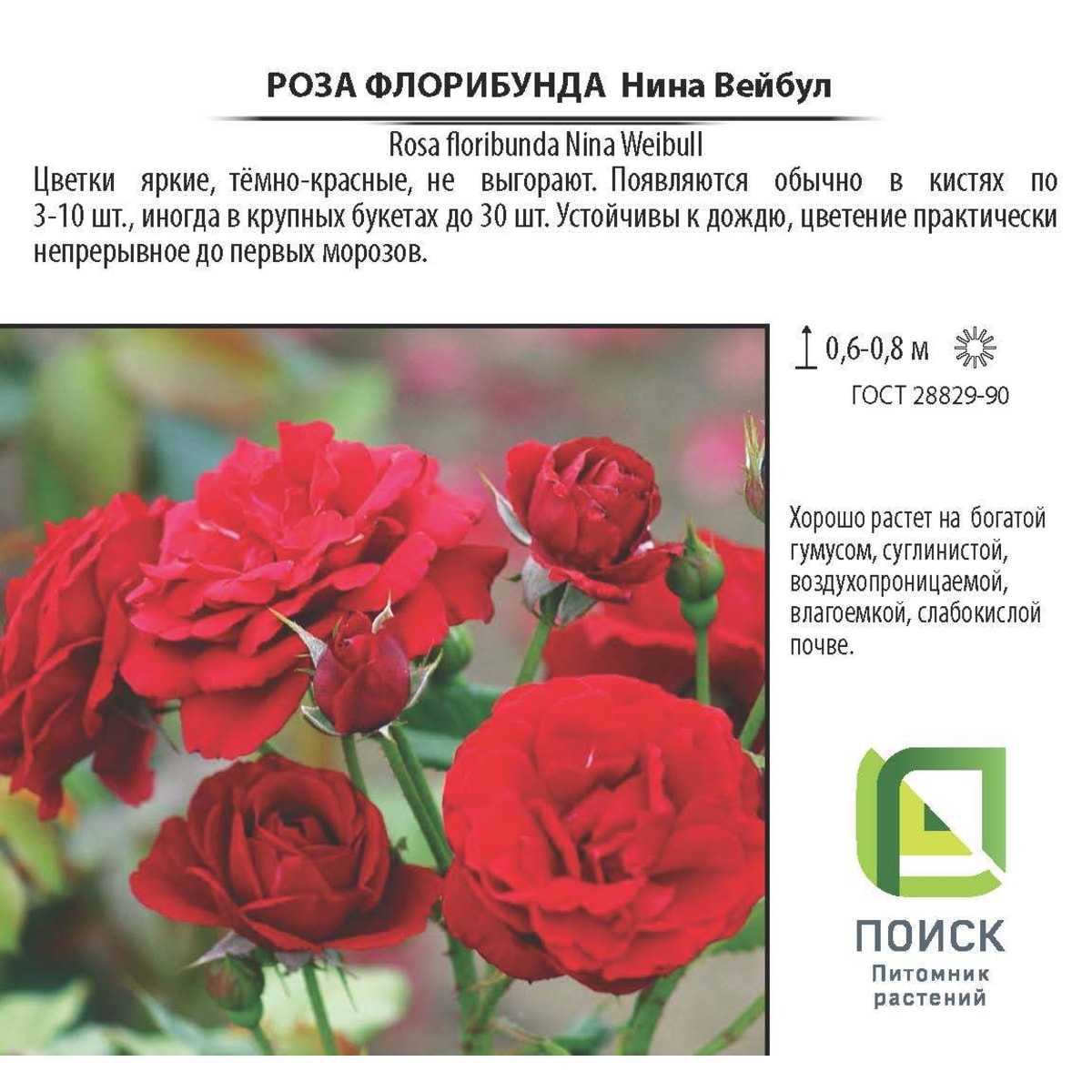 Роза флорибунда нина вейбул: фото и описание, посадка и уход