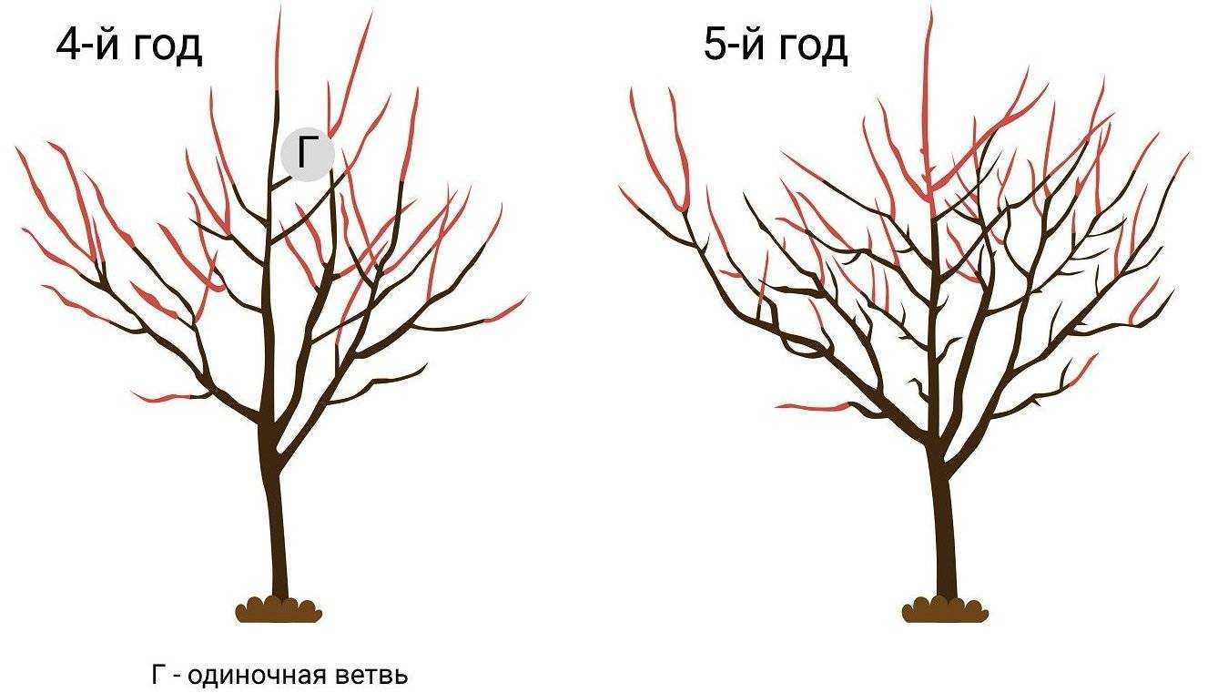 Обрезка черешни