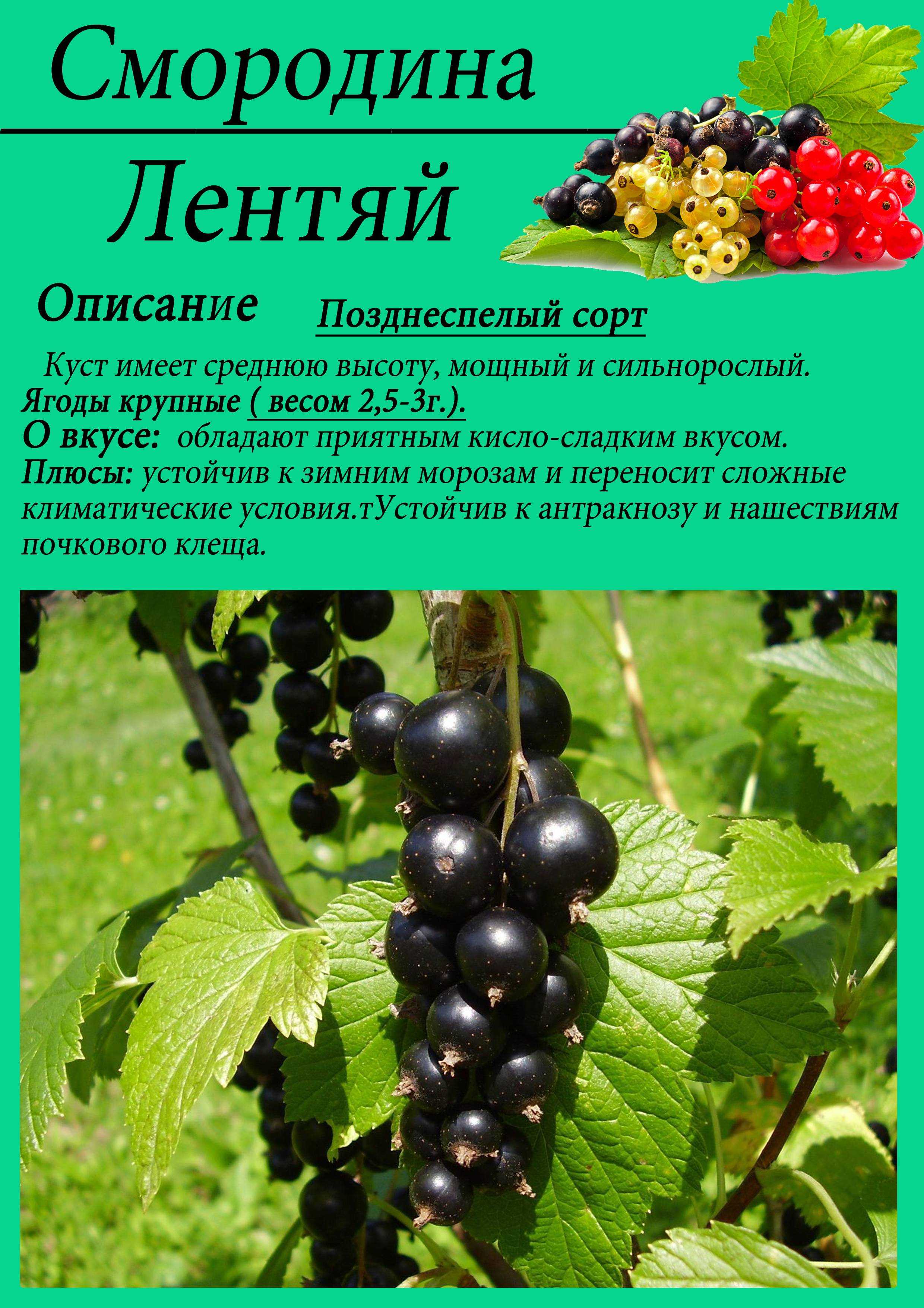Черная смородина ядреная: отзывы, фото, описание сорта, характеристика, урожайность, выращивание, размножение, посадка и уход