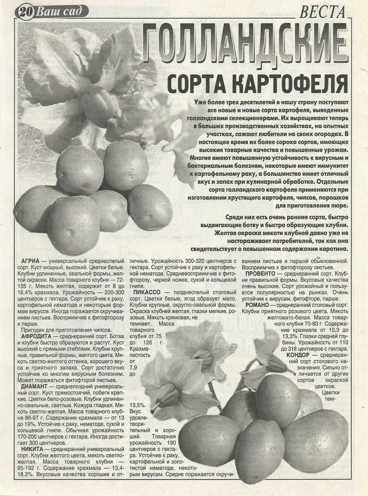 Белоплодный кабачок ?: сорта, пошаговый посев и уход | qlumba.com