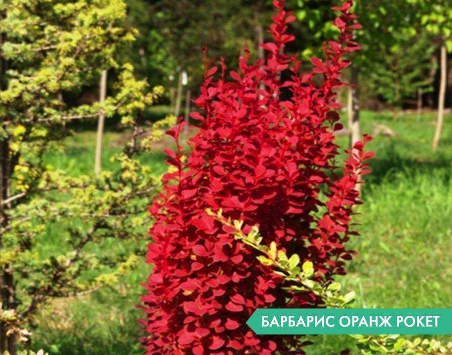 Барбарис оранж рокет: описание и фото сорта, применение в ландшафтном дизайне