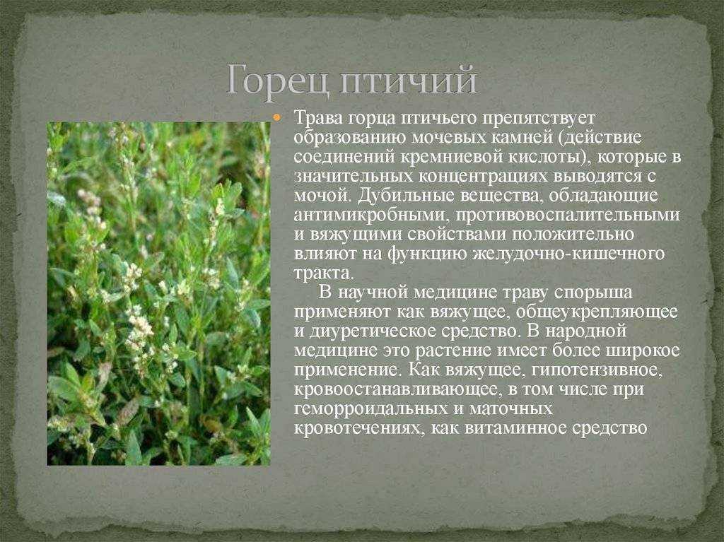 Горец птичий спорыш: лечебные свойства и применение травы