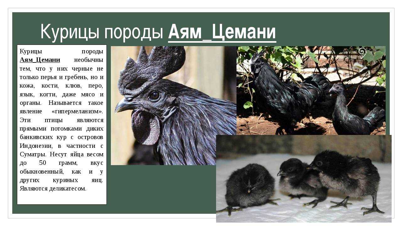 Порода черных кур, которая несет черные яйца: существуют ли, описание, фото
