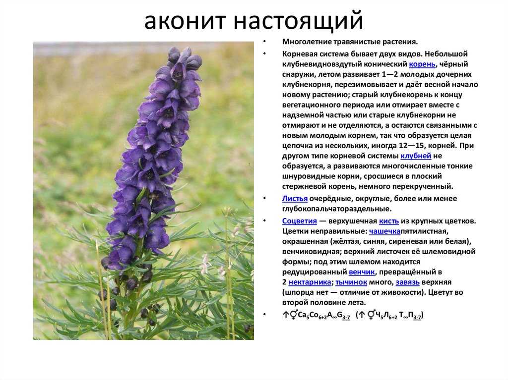 Аконит (борец): фото растения в ландшафтном дизайне, описание, лечебные свойства и противопоказания, посадка и уход в открытом грунте, отзывы