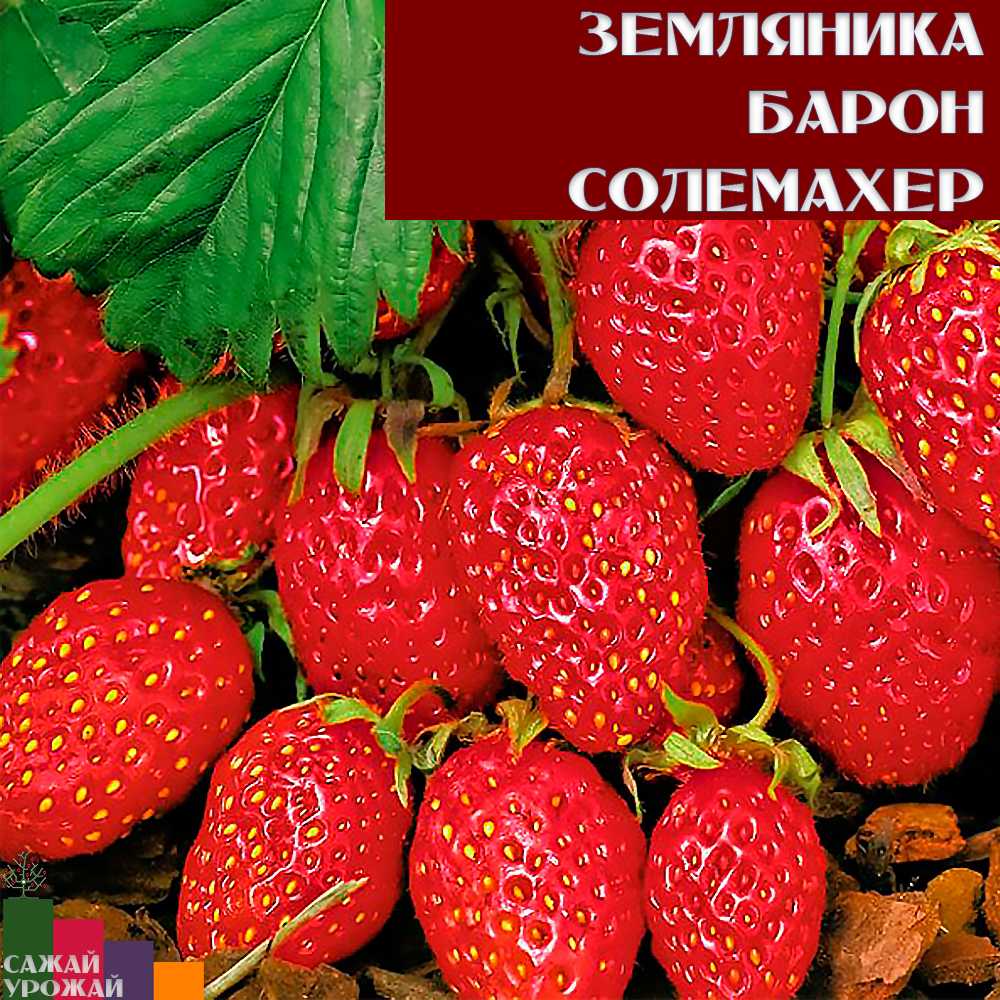 Земляника барон солемахер