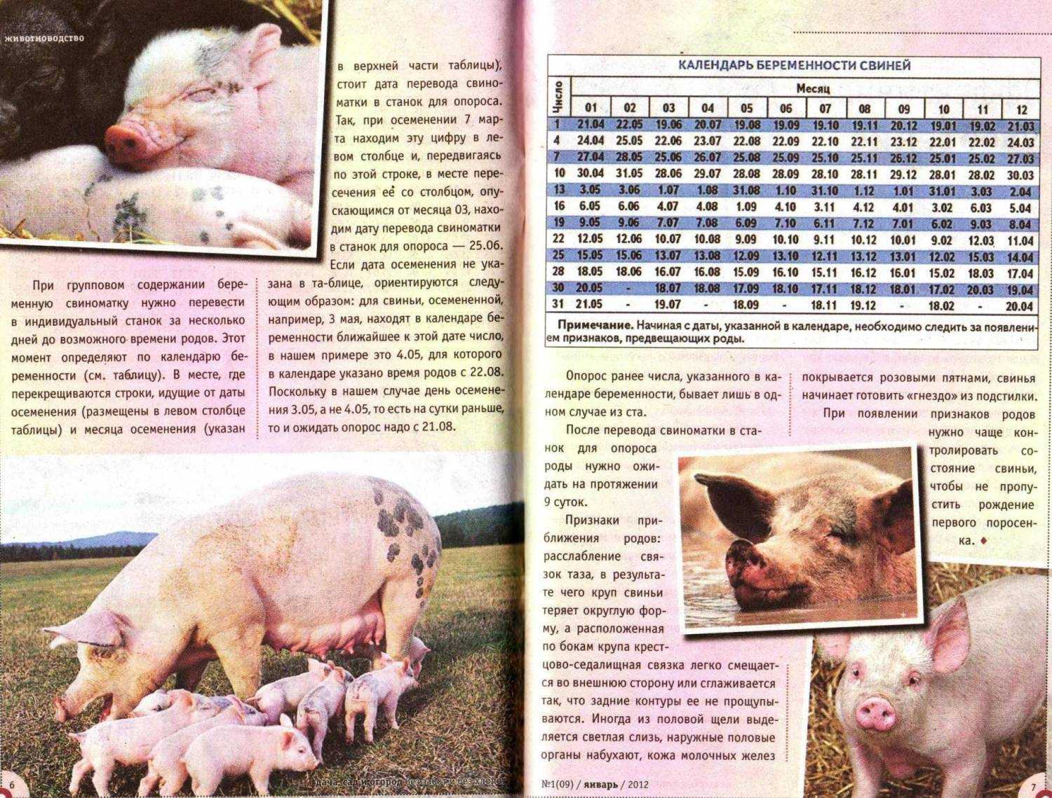 Опорос свиней в первый раз: как подготовиться и что делать